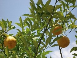 orangetrees.jpg