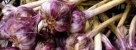 garlic