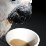 cockatoo and coffee creamer
